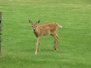 A picture of a deer