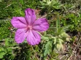 Up close image of a purple flower