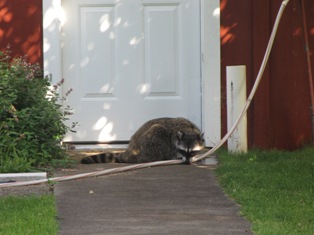 A picture of a raccoon