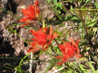 A picture of flowers and trees