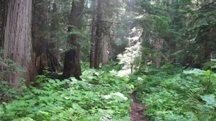 A picture of the forest