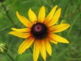 Up close image of a flower